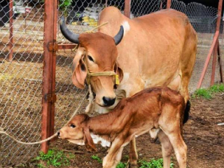 गोमातेला ‘राष्ट्रमाता’ म्हणून मान्यता द्या ! – प्रशासनाला निवेदन