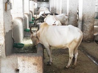 गेली ११९ वर्षे गोपालन करणारी कोल्हापूर येथील ‘श्री पांजरपोळ संस्था शाहूपुरी कोल्हापूर’ !