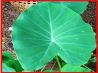 सर्व घरांत आवडणारी आणि प्रसिद्ध असलेली अळूची भाजी !