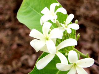 आजीची भाजी रानभाजी – बहुगुणी ‘कुडा’