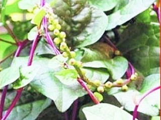 आजीची भाजी रानभाजी – मायाळू आणि रानकेळी…