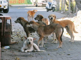 कामोठे येथे भटक्या कुत्र्याचे १० जणांवर आक्रमण !