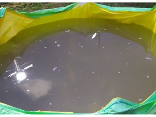 चिपळूण येथे सर्व श्री गणेशमूर्तींचे वहात्या पाण्यात विसर्जन !