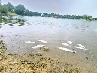 मळा, पणजी येथील तलावातील मासे मृत्यूमुखी