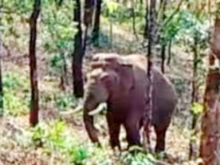 ओंकार हत्तीला जंगलात पाठवण्यासाठी गोवा आणि महाराष्ट्र राज्यांतील वन विभागांचे प्रयत्न