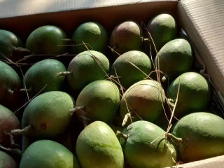 मोर्चा दडपण्याचा प्रयत्न झाल्यास जशास तसे उत्तर देऊ ! – संजय गावडे, आंबा बागायतदार