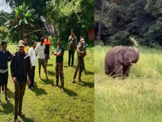 ‘ओंकार’ हत्ती पुन्हा गोव्यात