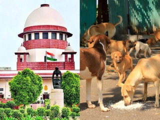 SC On StrayDogs Issue : राज्य सरकारे काम करत नाहीत आणि हवेत किल्ले बांधत आहेत !