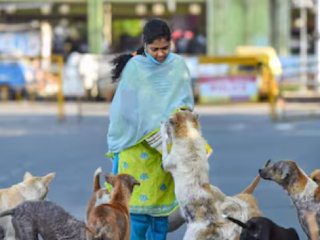Delhi Stray Dogs Bite : कुत्र्यांनी चावल्यामुळे देहली महापालिकाकडे महिलेने मागितली २० लाख रुपयांची हानीभरपाई !