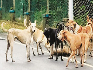 मोकाट कुत्र्यांना आवरा !