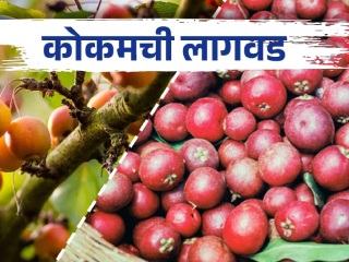 कोकम उत्पादक शेतकर्‍यांना हानीभरपाई न मिळाल्यास आंदोलन करण्याची चेतावणी
