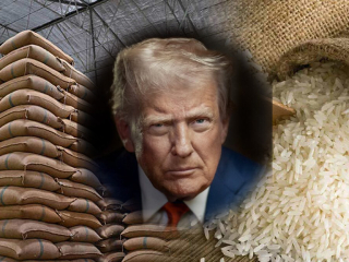 Trump Indian Rice Tariff : अमेरिकी शेतकर्‍यांची हानी होत असल्याने भारतीय तांदुळावर अतिरिक्त शुल्क लादणार !
