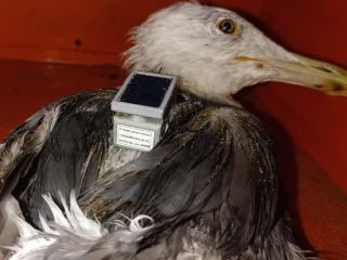 GPS Tagged Chinese Seagull : कारवार (कर्नाटक) किनारपट्टीवर चिनी संस्थेशी संबंधित घायाळ सीगल पक्षी सापडला