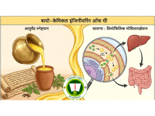 पंचकर्मापूर्वी ‘स्नेहपान’ : आयुर्वेदाचे ‘बायो-केमिकल इंजिनीयरिंग’ !