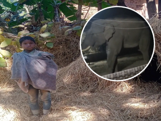 Jharkhand Elephant Attack : झारखंडमध्ये रानटी हत्तीने एकाच कुटुंबातील ६ लोकांना चिरडून ठार मारले !