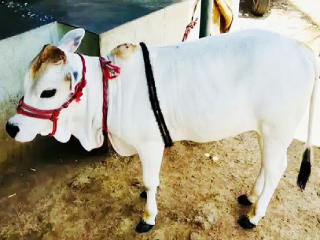 ‘पितांबरी’ आस्थापन गोसंवर्धनामुळे अनुभवत असलेली समृद्धी !