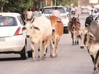 कुडाळ शहरात (जिल्हा सिंधुदुर्ग) मोकाट गुरे पकडण्याची मोहीम राबवणार
