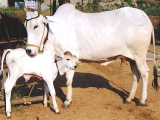 जर्सी (विदेशी) गायीपेक्षा देशी गायीचे वैज्ञानिकदृष्ट्या लक्षात आलेले महत्त्व !