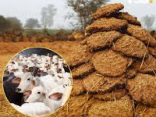 Indian Cow Dung Export : भारतीय गायीच्या शेणाची निर्यात सहस्रो कोटी रुपयांच्या घरात जाणार !