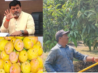 आंबा बागायतदारांच्या हानीभरपाईसाठी मंत्रालयातील बैठकच्या पार्श्वभूमीवर पालकमंत्र्यांचे प्रशासनाला निर्देश