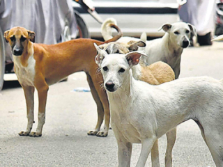 भटक्या कुत्र्यांच्या उपद्रवामुळे मालवण शहरातील नागरिक त्रस्त