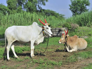 मुरुड भागातील शेतात रानडुकरासाठी पेरलेला बाँब तोंडात गेल्याने बैलाचा जबडा फाटला !