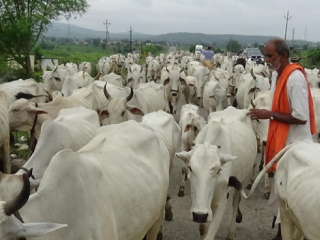 कारवाई न करणार्‍या शासकीय यंत्रणांना नागपूर खंडपिठाची नोटीस !