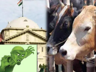 Allahabad High Court : गोहत्येमुळे समाजात तीव्र भावना निर्माण होतात !