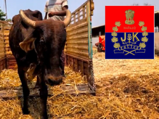जम्मू-काश्मीर पोलिसांनी चोरीला गेलेली गाय ६ दिवसांत शोधून काढली : ३ आरोपींना अटक