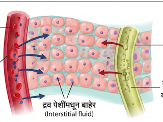 शरिरातील लसिका प्रणाली आणि तिचे कार्य