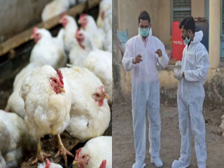 नवापूर येथे १ लाख ४० सहस्र पक्षी नष्ट करणार !