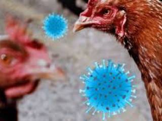 Bird Flue Nandurbar : नंदुरबार येथे ‘बर्ड फ्ल्यू’ आजाराचा उद्रेक : १ लाख ९३ सहस्र ६६७ कोंबड्या मारल्या !