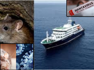 Hantavirus : हंता विषाणूच्या संक्रमणामुळे जगभरात चिंता !