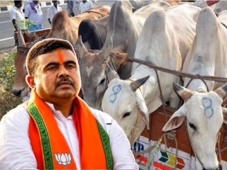 Bengal Cow Slaughter Ban : बंगालमध्ये गोहत्येवर बंदी !