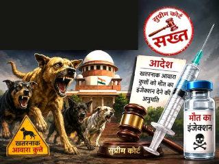 धोकादायक आणि आजारी कुत्र्यांना इंजेक्शन देऊन मारले जाऊ शकते, हे प्रशासनाला स्वतःला का करता येत नाही ? त्यासाठी न्यायालयाला आदेश का द्यावा लागतो ?