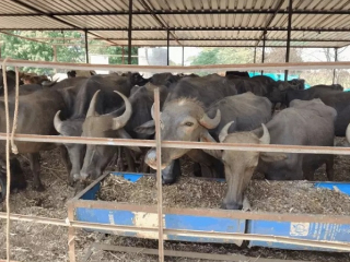 छत्रपती संभाजीनगर येथे जनावरांची अवैध आणि क्रूर वाहतूक करणारा कंटेनर जप्त !