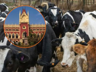 Calcutta High Court : कोलकाता उच्च न्यायालयाकडून गोवंशांच्या हत्यांवरील बंदी कायम