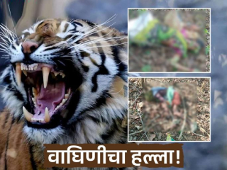 चंद्रपूर येथे वाघिणीच्या आक्रमणात ४ महिलांचा मृत्यू !