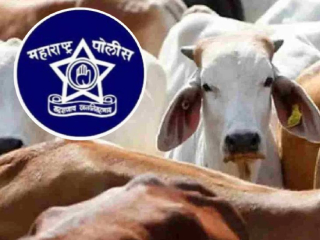 गोवंशियांची तस्करी करणार्‍यांवर ‘मकोका’ लागणार !