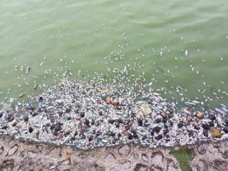 सोलापुरातील प्रसिद्ध सिद्धेश्वर तलावातील दूषित पाण्यामुळे माशांचा मृत्यू !