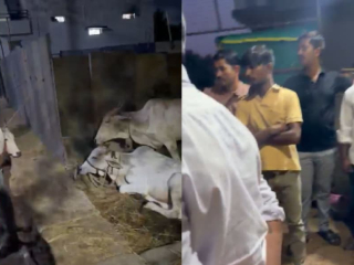 Ballari Cows Rescued : पशूवधगृहात नेण्यासाठी गोठ्यात कोंडून ठेवलेल्या ५० हून अधिक गायींची सुटका !