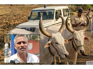 लातूर येथे बैलजोडी खरेदी करणार्‍या शेतकर्‍यावरच गुन्हा नोंद !