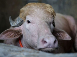 Donald Trump Buffalo : बांगलादेशात ‘डॉनल्ड ट्रम्प’ नावाच्या म्हशीची बकरी ईदच्या दिवशी होणारी हत्या रहित !