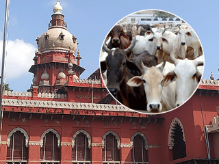 इस्लामी सणांच्या वेळी गाय आणि वासरू यांची हत्या होणार नाही, याची काळजी घ्या ! – Madras High Court