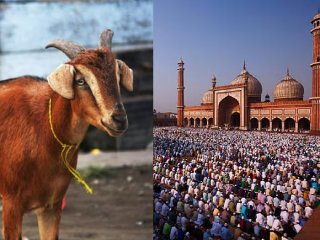 बकर्‍यांचा जीव वाचवायचा आहे, डुकराची पूजा करा !