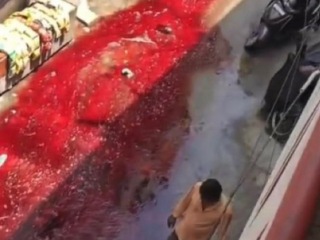 Blood On Streets : भाग्यनगरमध्ये बकरी ईदला झालेल्या पशूहत्येमुळे हिंदु वस्त्यांतील रस्त्यांवर वाहिले रक्ताचे पाट !