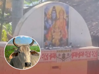 श्रीभूमी (आसाम) येथे मंदिराच्या दानपेटीवर गायीचे कापलेले डोके सापडले !