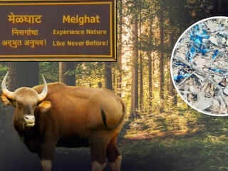 गुन्हेगाराच्या अटकेनंतर झालेल्या दगडफेकीत २ वनरक्षक घायाळ !