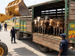 मालेगाव येथे बकरी ईदच्या काळात ९०६ गोवंशियांना जीवदान : २५७ गोतस्करांविरुद्ध गुन्हा नोंद !