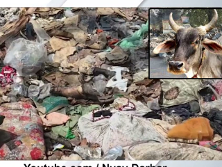अंबरनाथ येथे कचर्‍याच्या ढिगार्‍यात गोवंशाचे अवशेष आढळले !